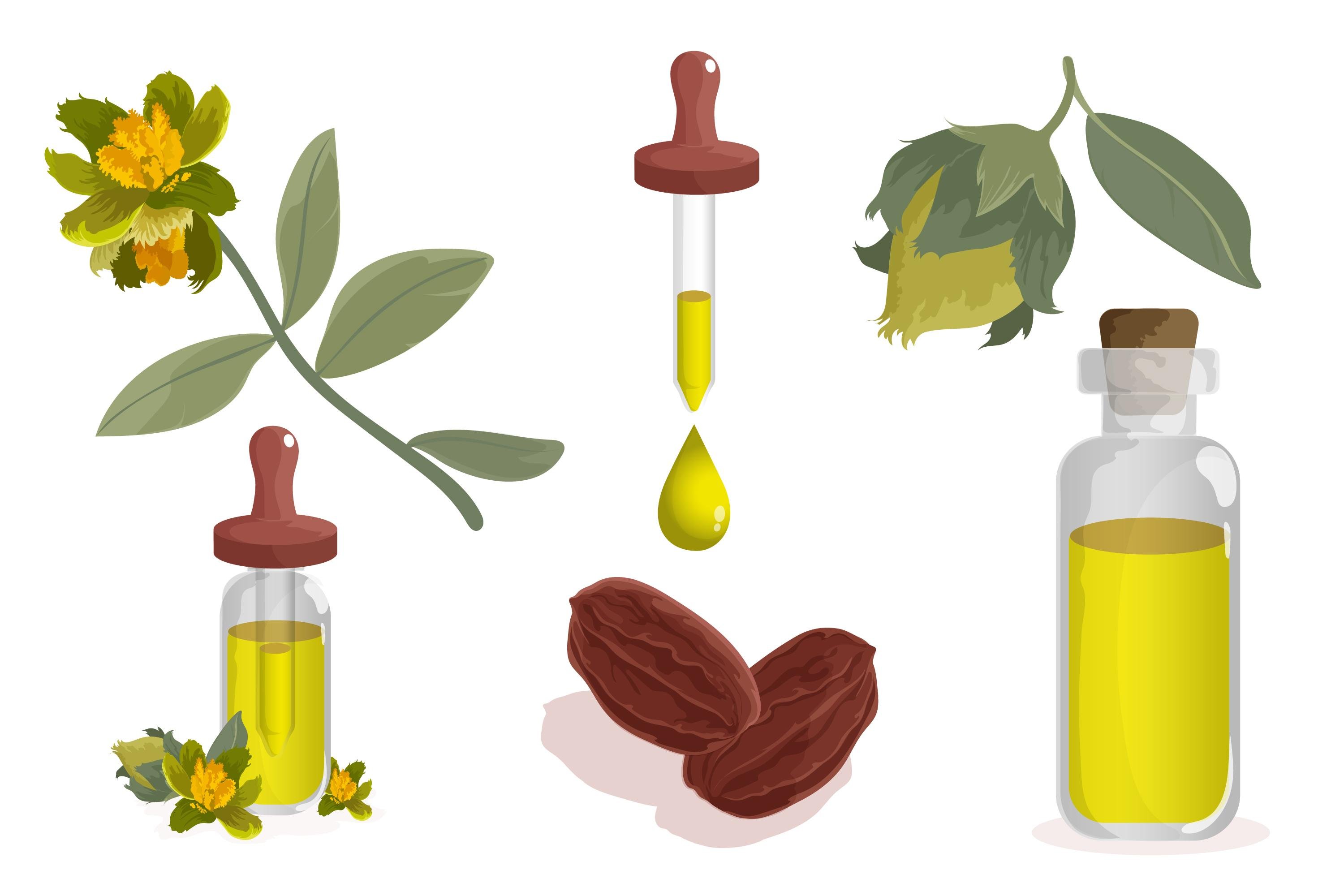 DESENHO FLORES, SEMENTES E ÓLEO DE PRÍMULA