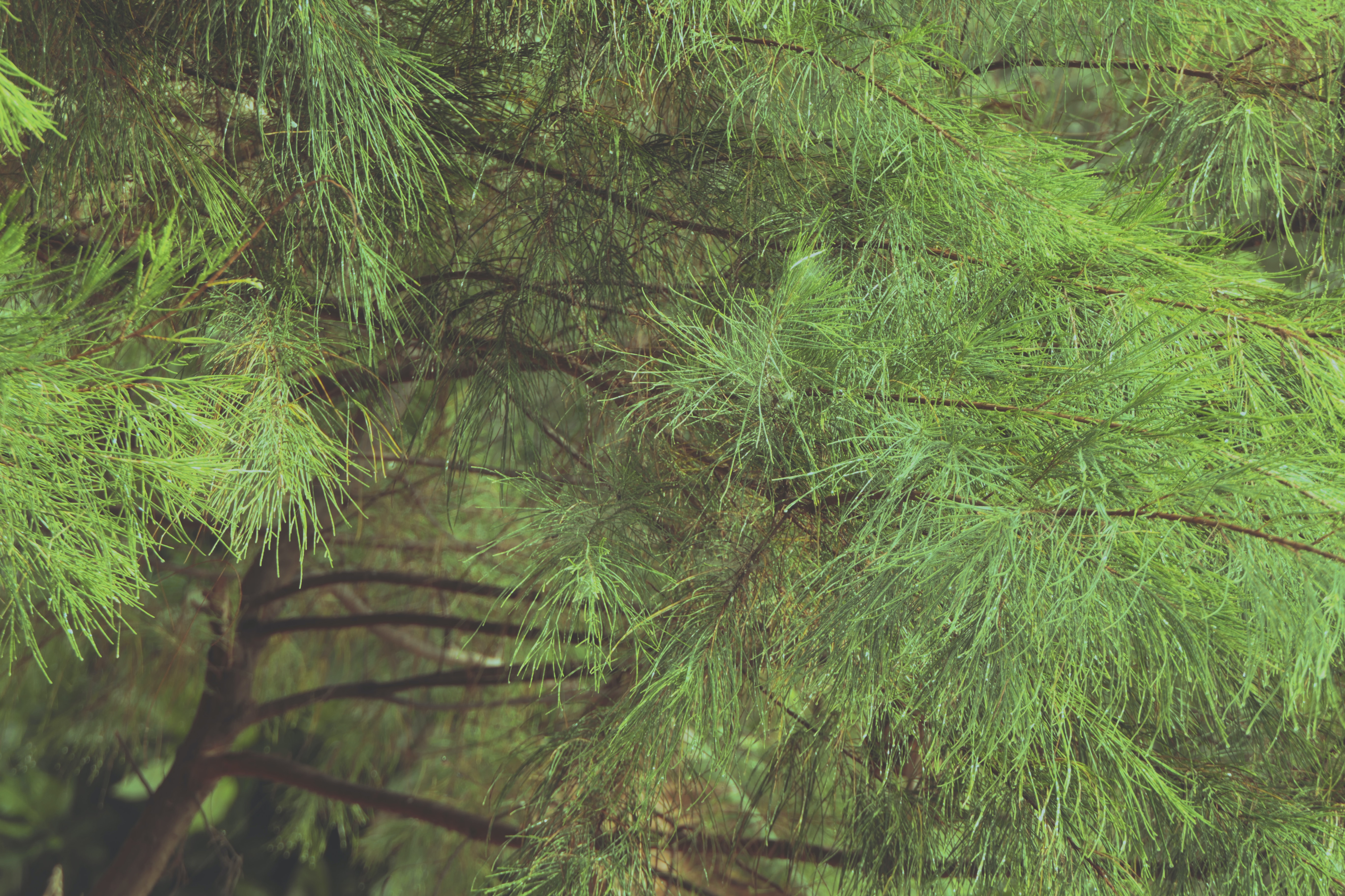 Folhas Pinus Pinaster