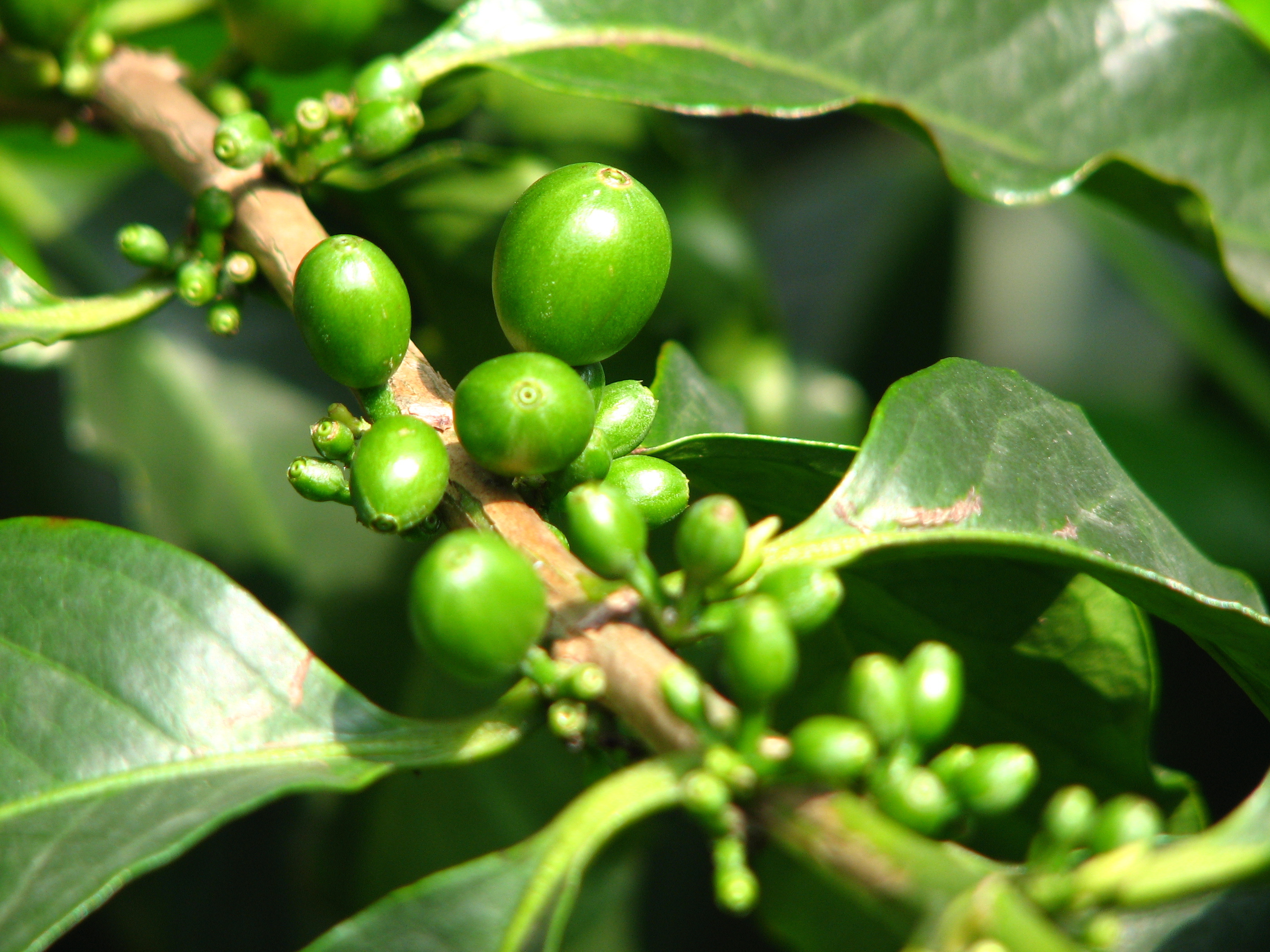 closeup-de-graos-de-cafe-verdes-crescendo-no-galho