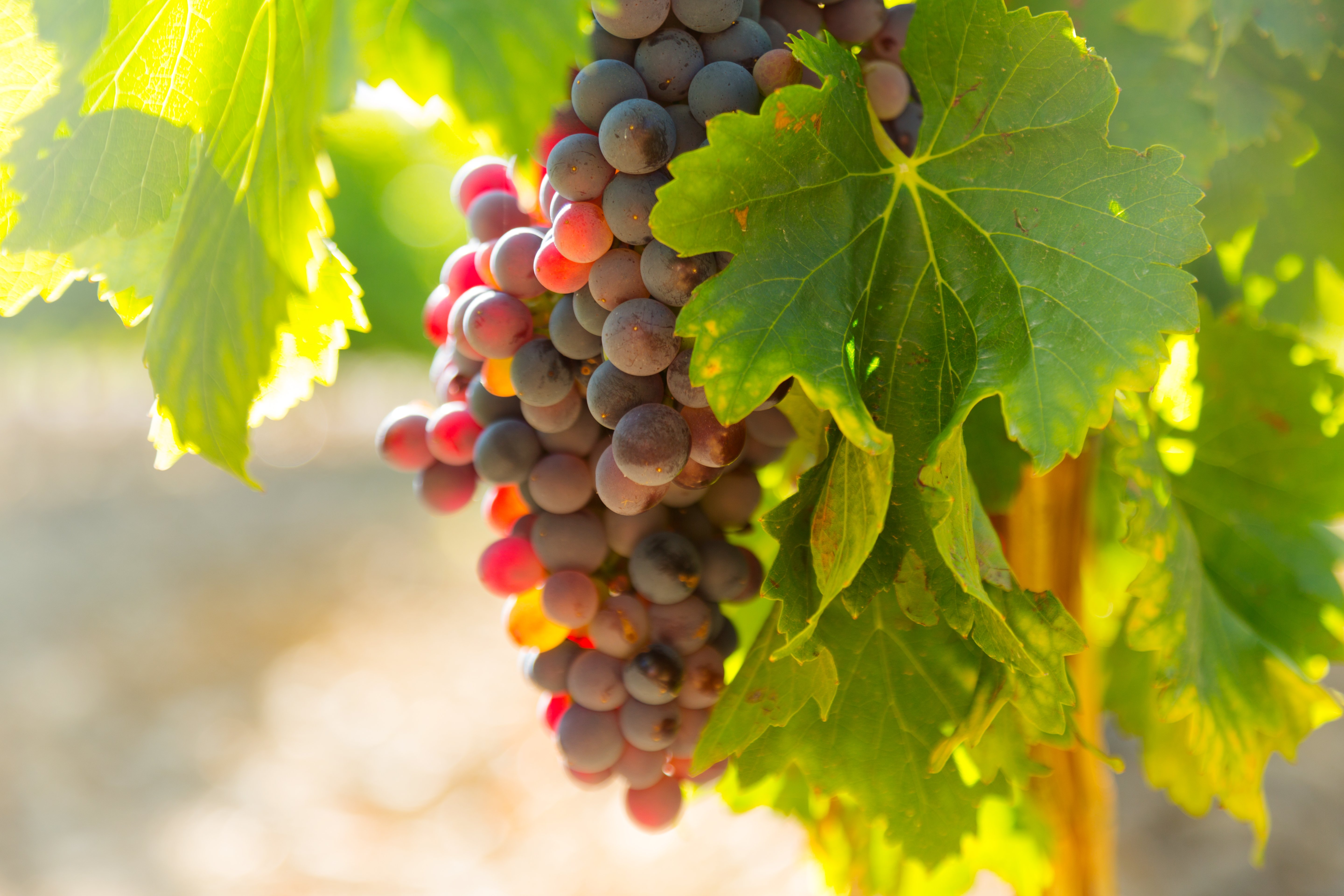uvas-na-fabrica-de-vinhas-em-dia-ensolarado